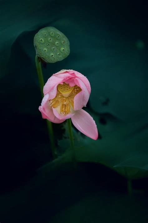 蓮花 意思|佛教中蓮花是什麼含義？